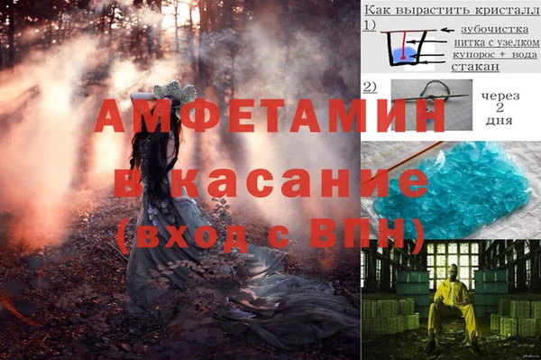 сатива Беломорск